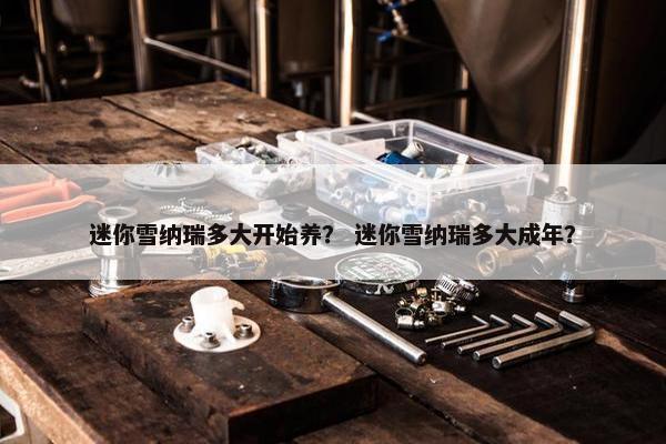 迷你雪纳瑞多大开始养？ 迷你雪纳瑞多大成年？