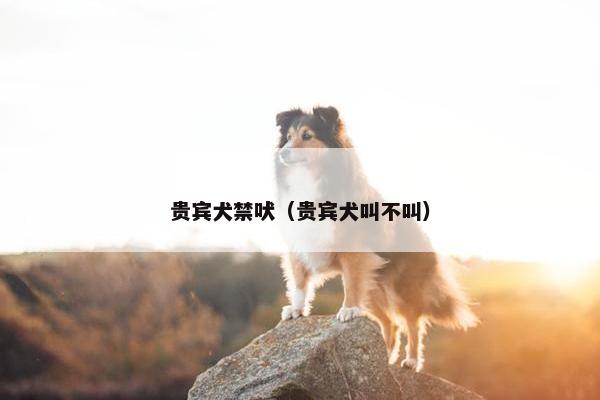 贵宾犬禁吠（贵宾犬叫不叫）