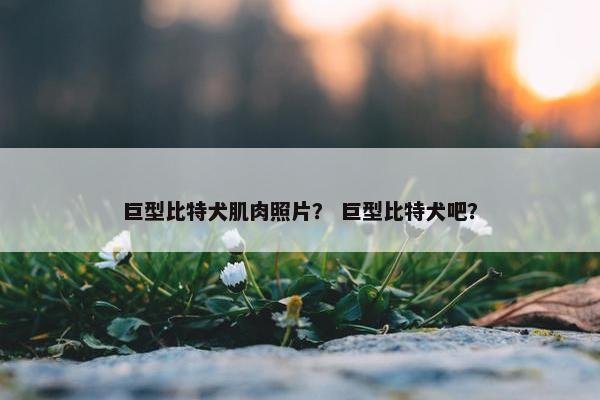巨型比特犬肌肉照片？ 巨型比特犬吧？
