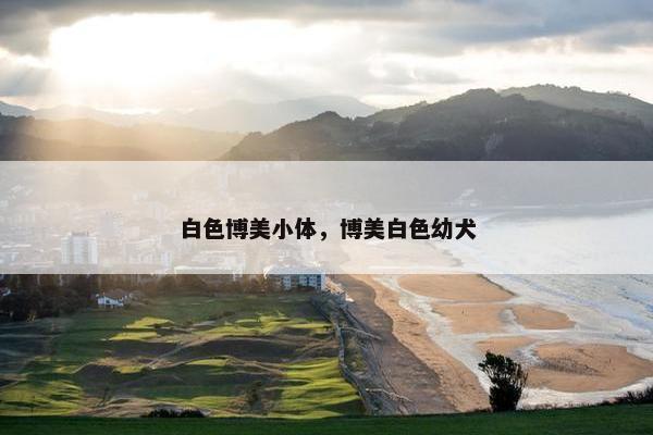 白色博美小体，博美白色幼犬