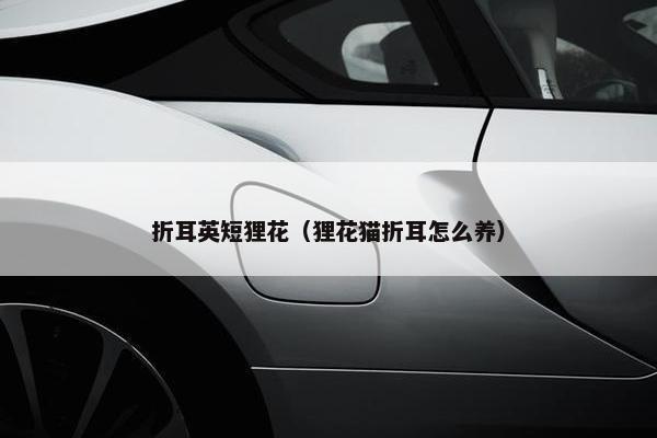 折耳英短狸花（狸花猫折耳怎么养）
