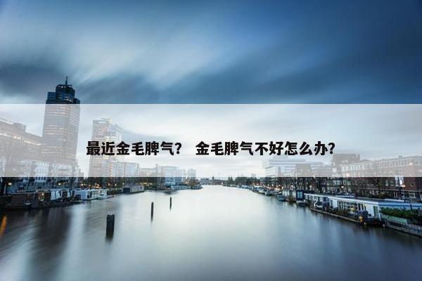 最近金毛脾气？ 金毛脾气不好怎么办？
