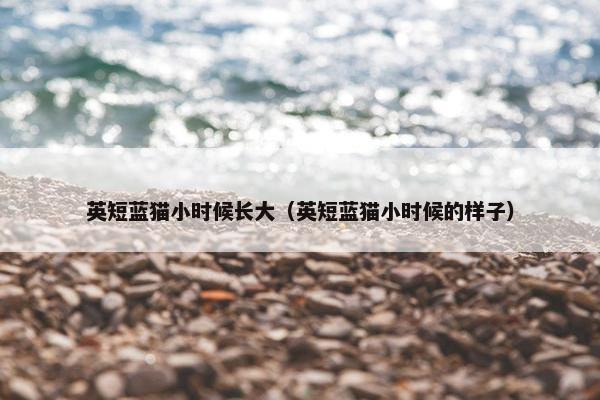 英短蓝猫小时候长大（英短蓝猫小时候的样子）
