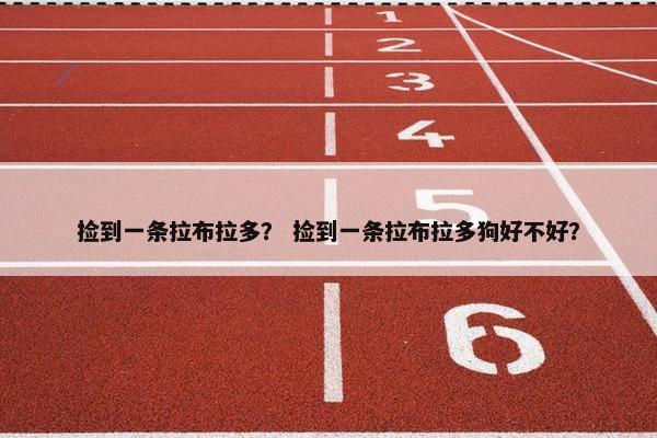 捡到一条拉布拉多？ 捡到一条拉布拉多狗好不好？