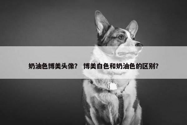 奶油色博美头像？ 博美白色和奶油色的区别？
