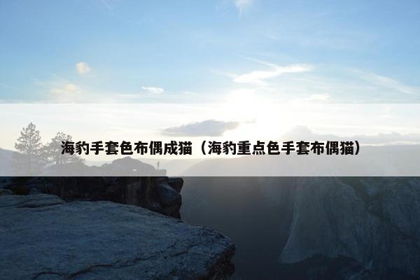 海豹手套色布偶成猫（海豹重点色手套布偶猫）