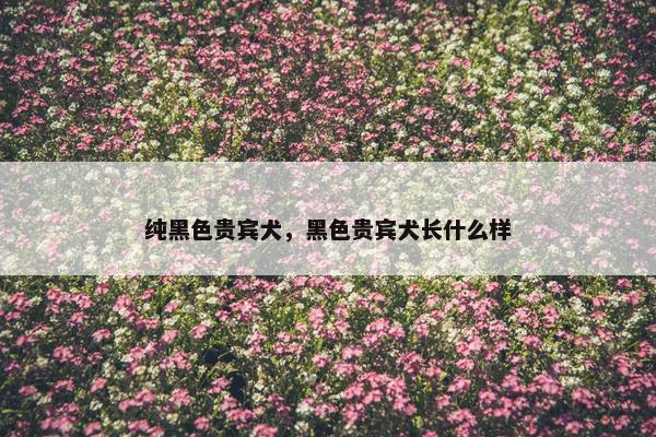 纯黑色贵宾犬，黑色贵宾犬长什么样