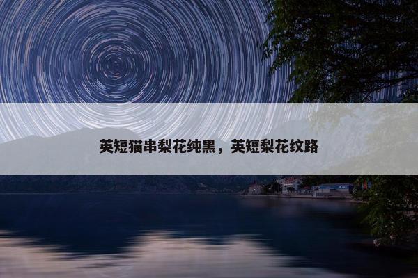 英短猫串梨花纯黑，英短梨花纹路