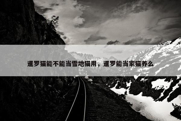 暹罗猫能不能当雪地猫用，暹罗能当家猫养么