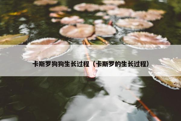 卡斯罗狗狗生长过程（卡斯罗的生长过程）