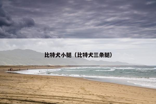 比特犬小腿（比特犬三条腿）
