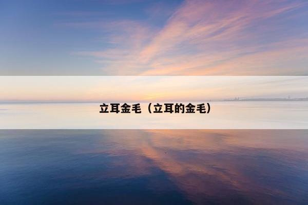立耳金毛（立耳的金毛）
