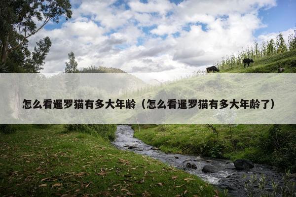 怎么看暹罗猫有多大年龄（怎么看暹罗猫有多大年龄了）