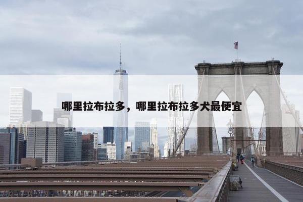 哪里拉布拉多，哪里拉布拉多犬最便宜