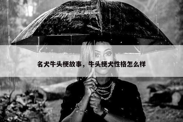 名犬牛头梗故事，牛头梗犬性格怎么样