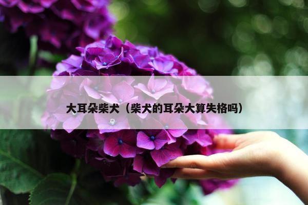 大耳朵柴犬（柴犬的耳朵大算失格吗）