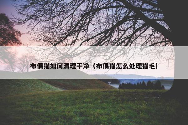 布偶猫如何清理干净（布偶猫怎么处理猫毛）