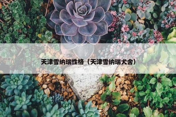 天津雪纳瑞性格(天津雪纳瑞犬舍) 天津雪纳瑞性格(天津雪纳瑞犬舍)