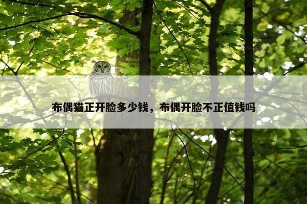 布偶猫正开脸多少钱,布偶开脸不正值钱吗 布偶猫正开脸多少钱,布偶开脸不正值钱吗