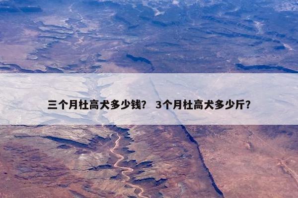 三个月杜高犬多少钱? 3个月杜高犬多少斤? 三个月杜高犬多少钱? 3个月杜高犬多少斤?