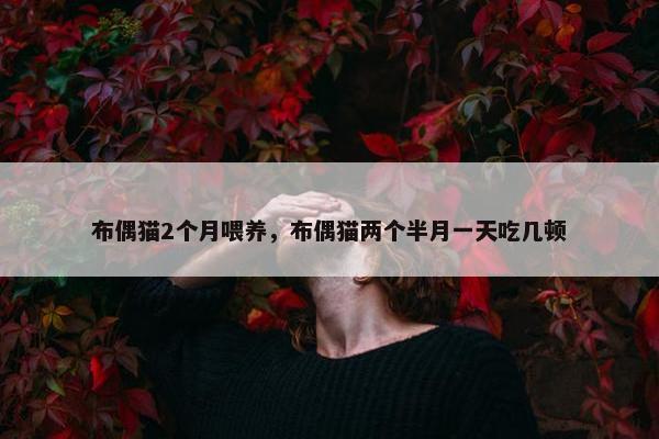 布偶猫2个月喂养,布偶猫两个半月一天吃几顿 布偶猫2个月喂养,布偶猫两个半月一天吃几顿