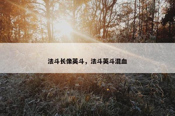 法斗长像英斗,法斗英斗混血 法斗长像英斗,法斗英斗混血