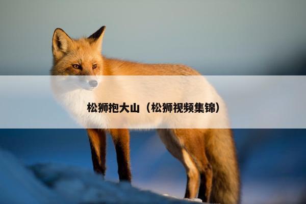 松狮抱大山(松狮视频集锦) 松狮抱大山(松狮视频集锦)