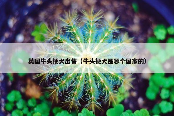 英国牛头梗犬出售(牛头梗犬是哪个国家的) 英国牛头梗犬出售(牛头梗犬是哪个国家的)