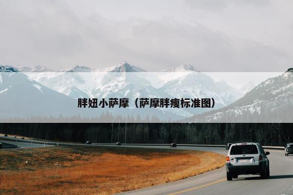 胖妞小萨摩(萨摩胖瘦标准图) 胖妞小萨摩(萨摩胖瘦标准图)