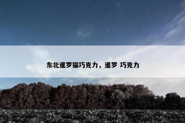 东北暹罗猫巧克力,暹罗 巧克力 东北暹罗猫巧克力,暹罗 巧克力