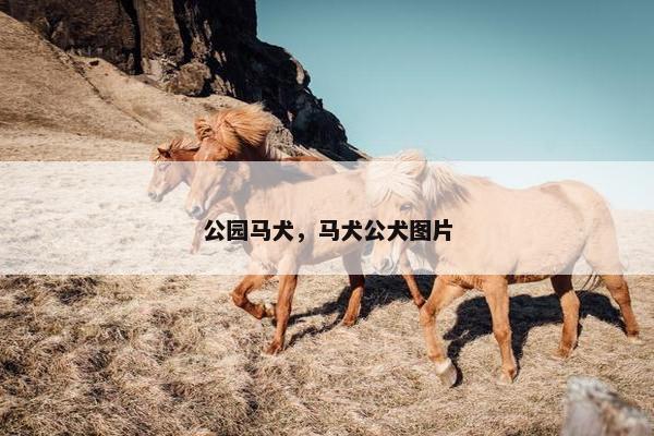 公园马犬,马犬公犬图片 公园马犬,马犬公犬图片