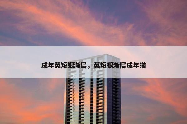 成年英短银渐层,英短银渐层成年猫 成年英短银渐层,英短银渐层成年猫