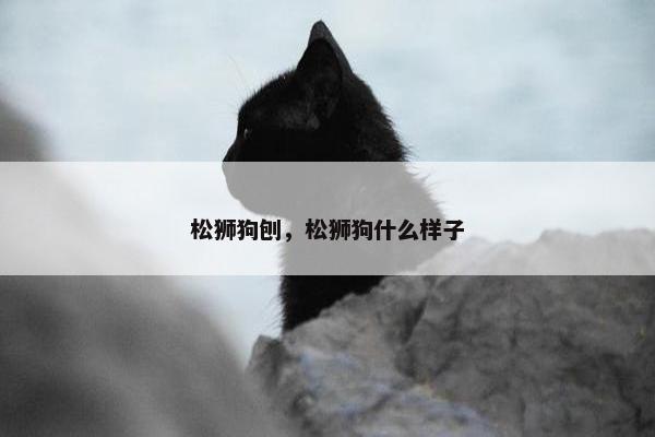 松狮狗刨,松狮狗什么样子 松狮狗刨,松狮狗什么样子