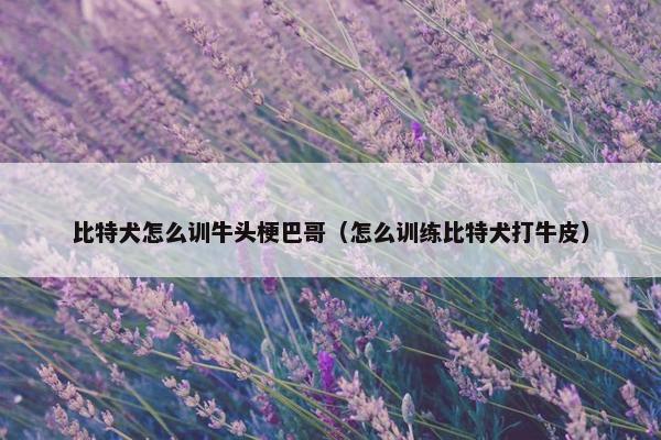 比特犬怎么训牛头梗巴哥(怎么训练比特犬打牛皮) 比特犬怎么训牛头梗巴哥(怎么训练比特犬打牛皮)