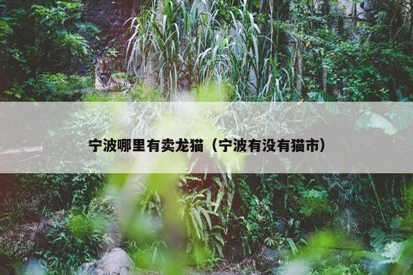 宁波哪里有卖龙猫(宁波有没有猫市) 宁波哪里有卖龙猫(宁波有没有猫市)