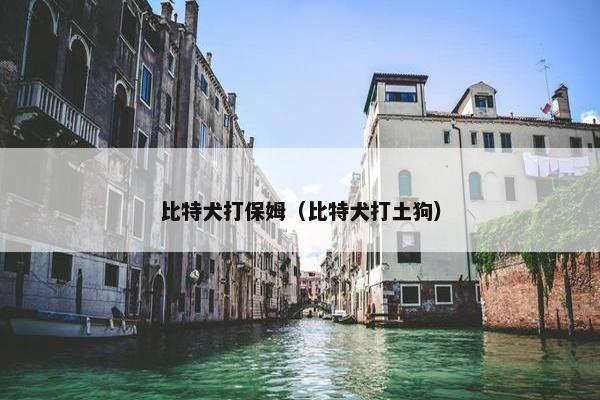 比特犬打保姆(比特犬打土狗) 比特犬打保姆(比特犬打土狗)