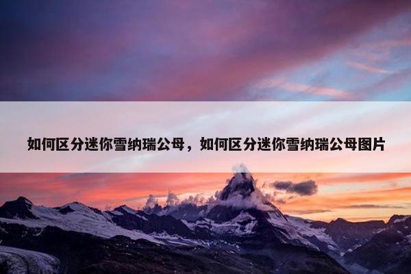 如何区分迷你雪纳瑞公母,如何区分迷你雪纳瑞公母图片 如何区分迷你雪纳瑞公母,如何区分迷你雪纳瑞公母图片