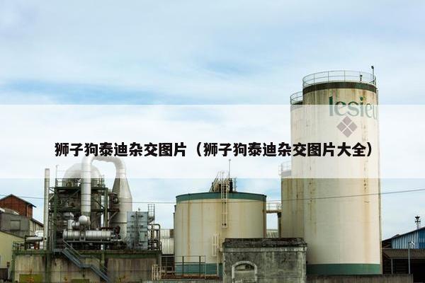 狮子狗泰迪杂交图片(狮子狗泰迪杂交图片大全) 狮子狗泰迪杂交图片(狮子狗泰迪杂交图片大全)