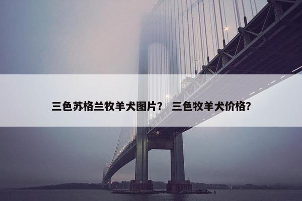 三色苏格兰牧羊犬图片? 三色牧羊犬价格? 三色苏格兰牧羊犬图片? 三色牧羊犬价格?