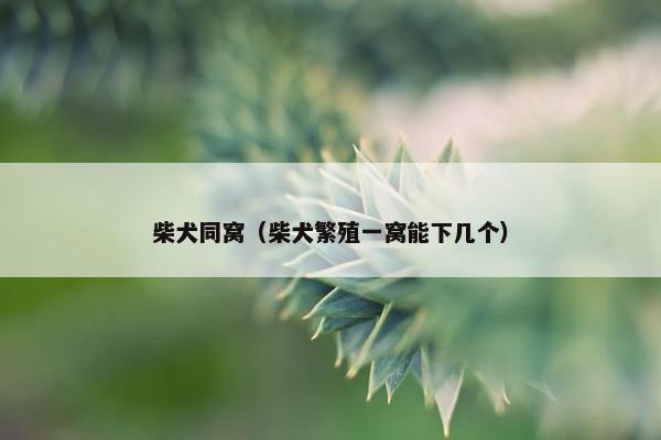 柴犬同窝(柴犬繁殖一窝能下几个) 柴犬同窝(柴犬繁殖一窝能下几个)