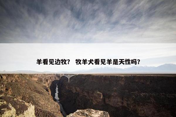 羊看见边牧? 牧羊犬看见羊是天性吗? 羊看见边牧? 牧羊犬看见羊是天性吗?