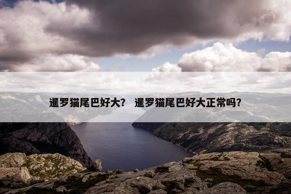 暹罗猫尾巴好大? 暹罗猫尾巴好大正常吗? 暹罗猫尾巴好大? 暹罗猫尾巴好大正常吗?
