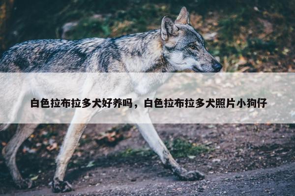 白色拉布拉多犬好养吗,白色拉布拉多犬照片小狗仔 白色拉布拉多犬好养吗,白色拉布拉多犬照片小狗仔