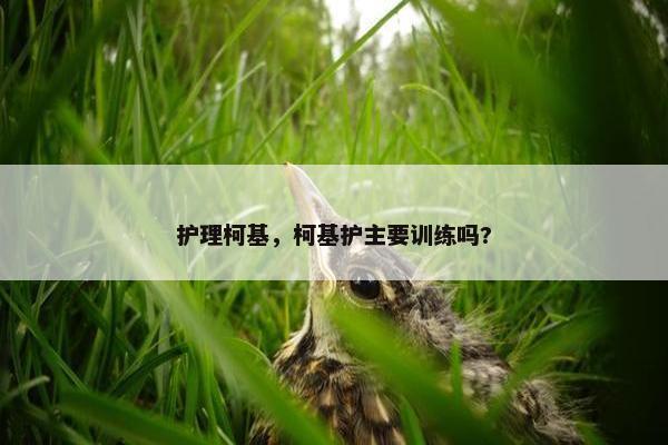 护理柯基,柯基护主要训练吗? 护理柯基,柯基护主要训练吗?