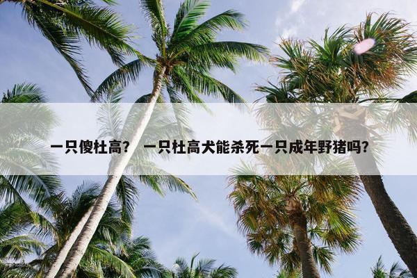 一只傻杜高？ 一只杜高犬能杀死一只成年野猪吗？