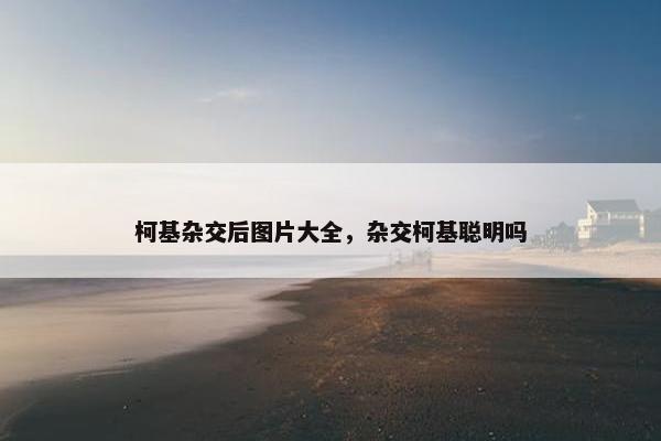 柯基杂交后图片大全,杂交柯基聪明吗 柯基杂交后图片大全,杂交柯基聪明吗