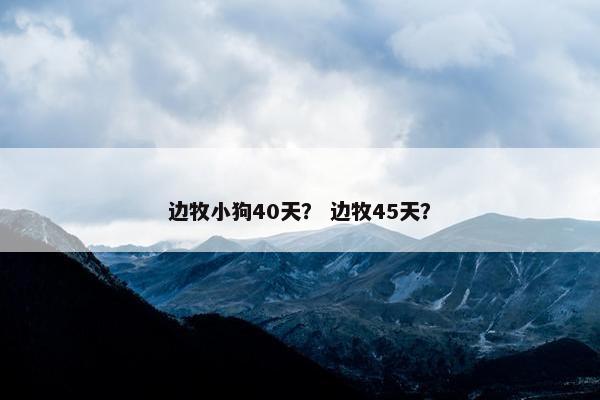 边牧小狗40天? 边牧45天? 边牧小狗40天? 边牧45天?
