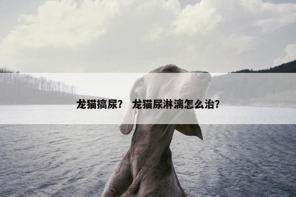 龙猫搞尿? 龙猫尿淋漓怎么治? 龙猫搞尿? 龙猫尿淋漓怎么治?