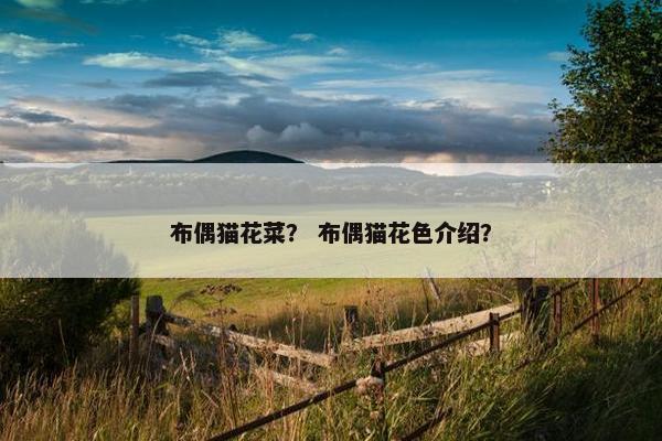 布偶猫花菜? 布偶猫花色介绍? 布偶猫花菜? 布偶猫花色介绍?