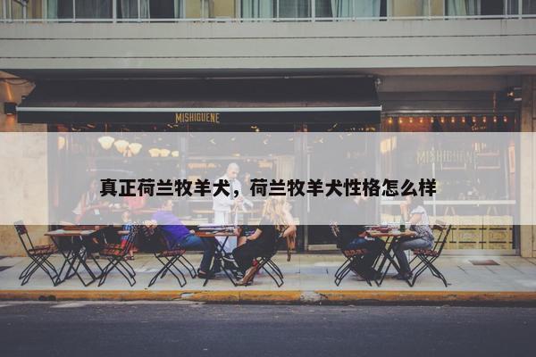 真正荷兰牧羊犬，荷兰牧羊犬性格怎么样